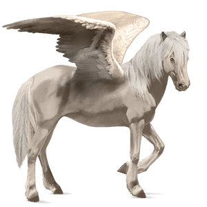 ridepegasus islænder sort