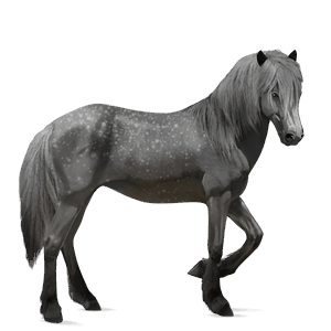 ridehest andalusier gråskimmel