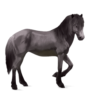 ridehest islænder brun