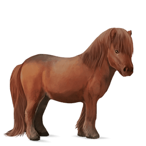 pony shetlandspony brun