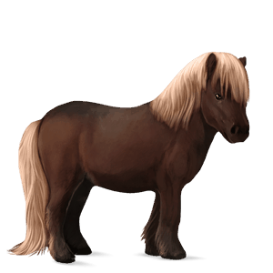 pony shetlandspony palomino