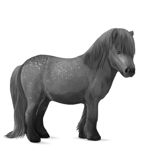 pony shetlandspony brun