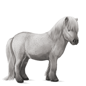 pony shetlandspony gråskimmel
