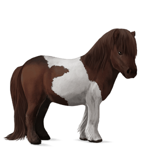 pony shetlandspony rød