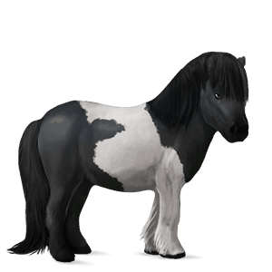 pony mørkebrun tobiano