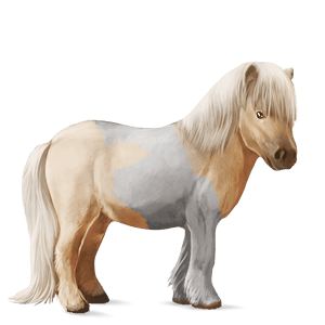 pony shetlandspony palomino tobiano