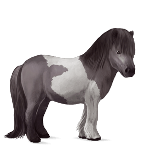 pony shetlandspony musegrå