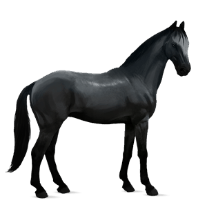 ridehest appaloosa brun plettet blanket