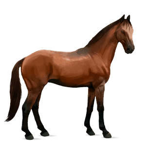ridehest tennessee walker kirsebærbrun
