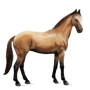 ridehest appaloosa blakket blanket