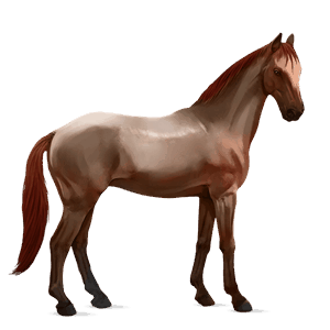 ridehest appaloosa rød blanket