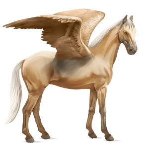 ridepegasus criollo blakket