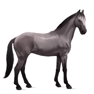 ridehest paint horse brun tovero