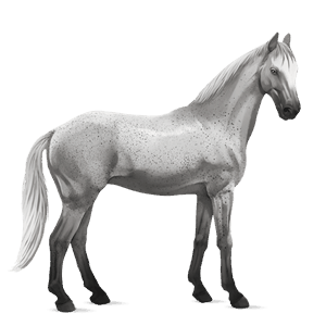 ridehest paint horse palomino tobiano