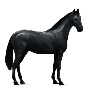 ridehest berber sort