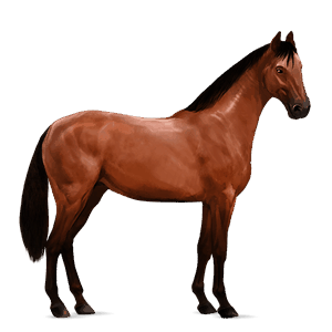ridehest mangalarga marchador rød