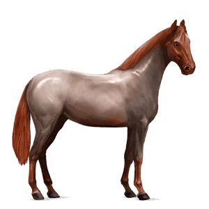 ridehest berber lysegrå