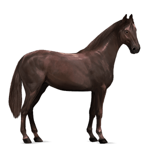 ridehest andalusier gråskimmel