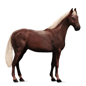 ridehest shagya-araber gråskimmel