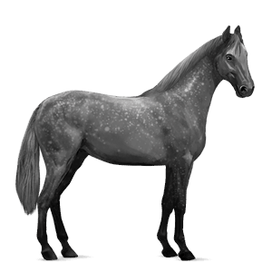 ridehest mørkebrun