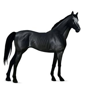 ridehest tennessee walker sort
