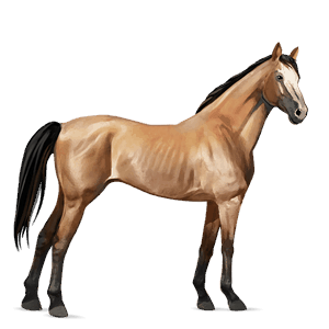 ridehest blakket