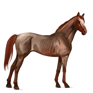 ridehest knabstrupper brun blanket
