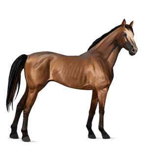 ridehest araber lysegrå