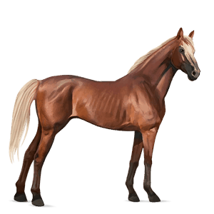 ridehest akhal-tekiner leverrød