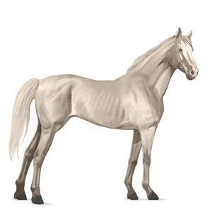 ridehest engelsk fuldblod brun