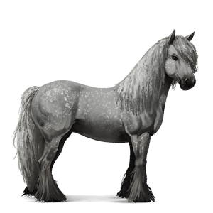 ridehest tinker brun tobiano