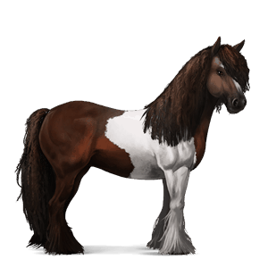 ridehest brun tovero