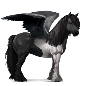 ridepegasus andalusier blakket