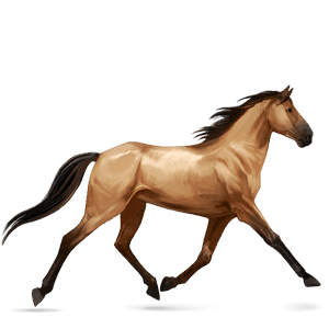 ridehest tennessee walker blakket