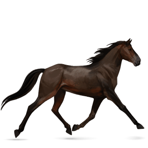 ridehest mørkebrun