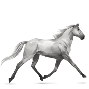 ridehest andalusier lysegrå