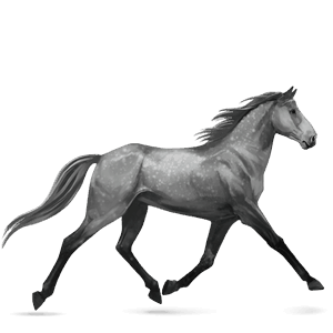 ridehest andalusier gråskimmel