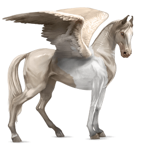 ridepegasus marwari cremello tobiano