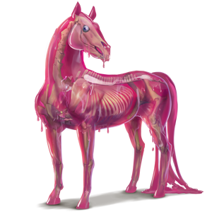 enhjørningepony klat
