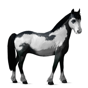 pony welsh gråskimmel
