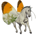 vandrende hest aurora