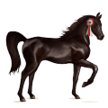 ridehest nokota brun