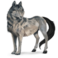 vild hest: wolf