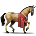 ridehest lipizzaner sort
