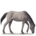 vild hest: dülmen-pony