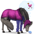 ridehest appaloosa rød plettet blanket