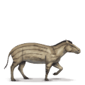 forhistorisk hest: hyracotherium