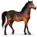 vild hest: kaimanawa