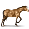 vild hest: misaki
