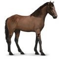 vild hest: namibisk hest